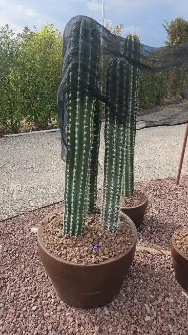 Pachycereus pecten-aboriginum-NATURART-CONF_131