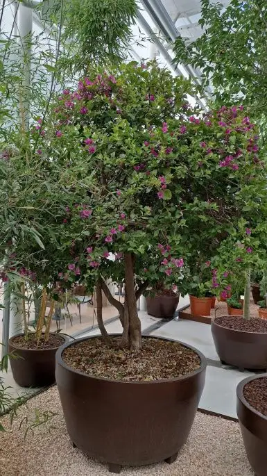 Bouganvillea in varieta'-NATURART-CONF_31