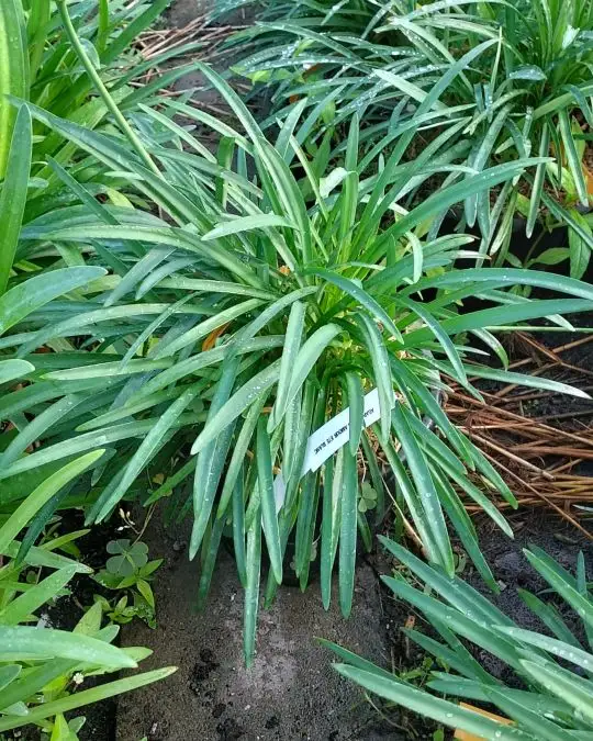 Agapanthus 'Amourete Blanc'-SKU186