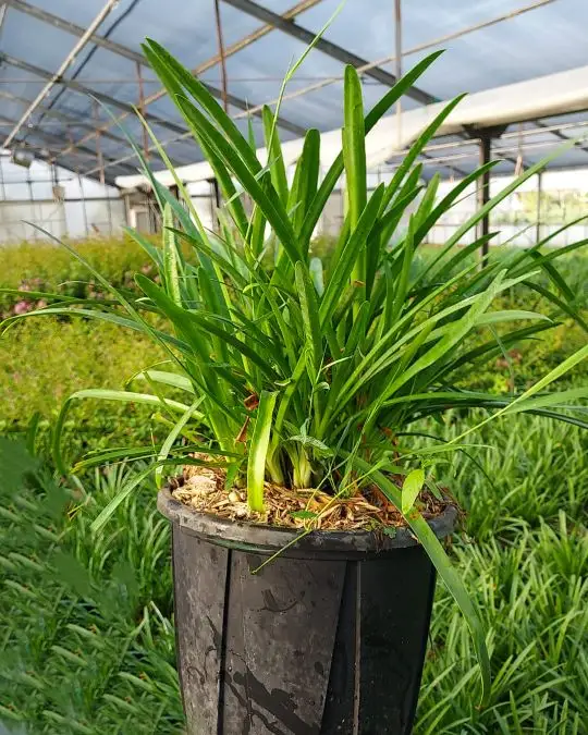 Agapanthus 'Amourete Blue'-SKU187