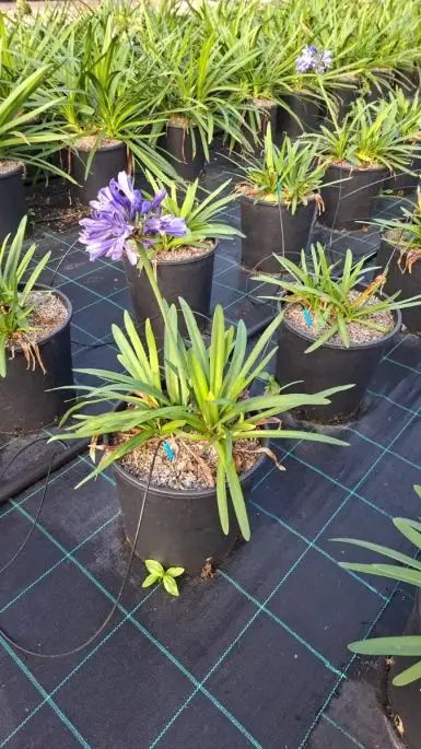 Agapanthus 'charlotte' vaso