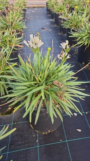 Agapanthus 'double Diamond' vaso