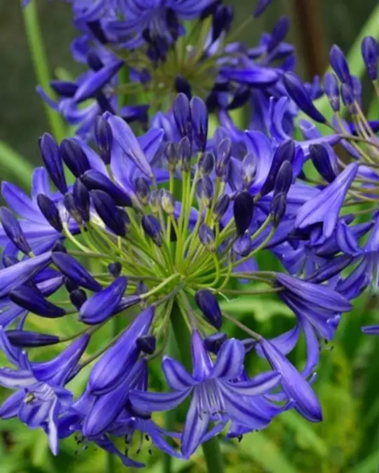 Agapanthus 'Northern Star' ®-SKU180