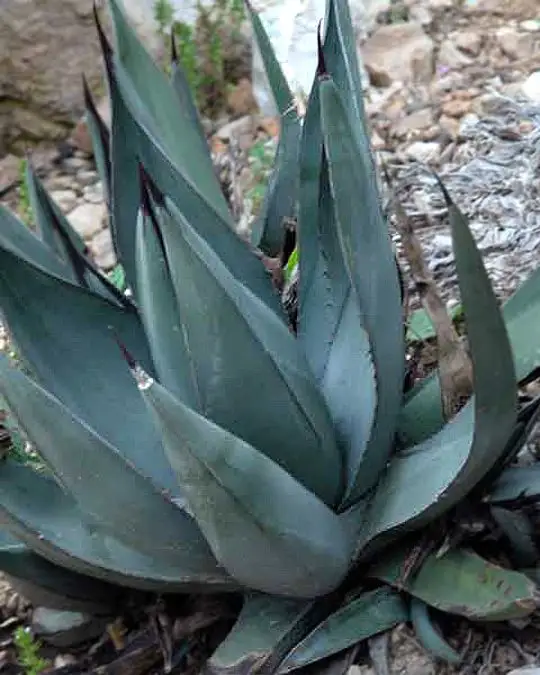 Agave nigra-SKU205