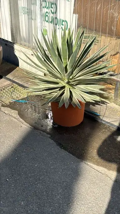 Agave angustifolia vaso
