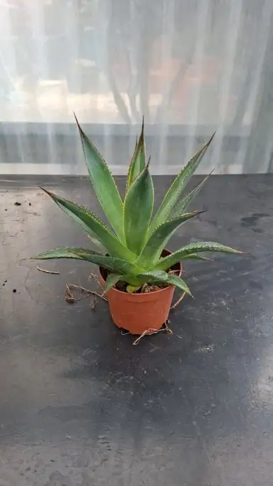agave blue glow vaso