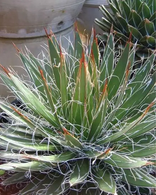 Agave filifera-SKU200