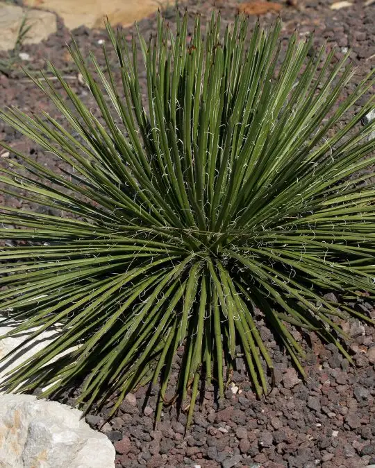 Agave germiniflora-SKU201