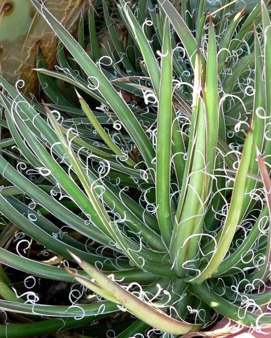 Agave leopoldii-SKU202