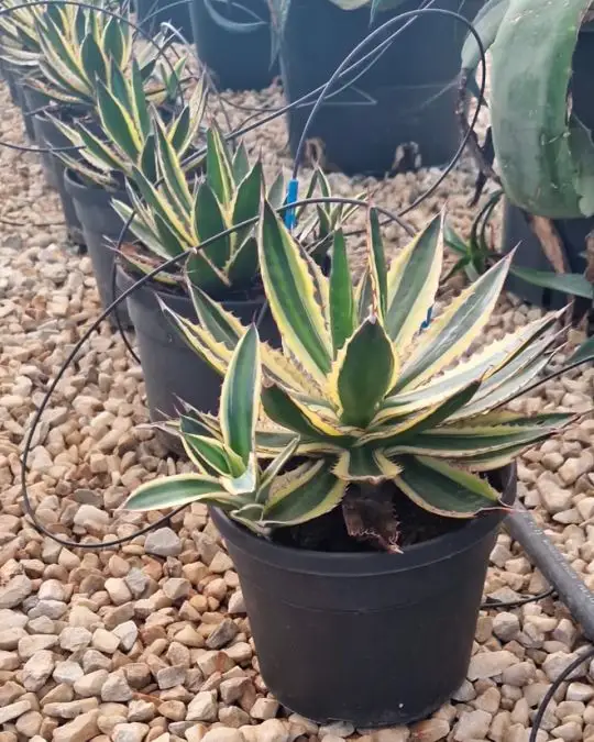 Agave lophantha 'Quadricolor'-SKU203