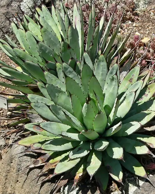 Agave macroacantha-SKU204