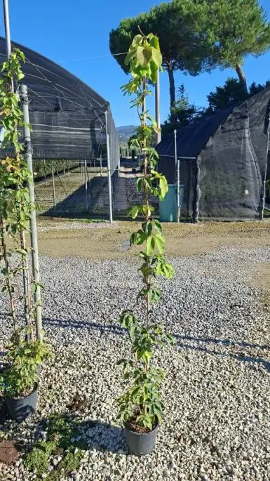 Akebia quinata-SKU208