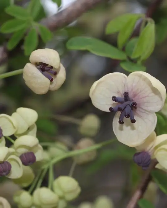 Akebia quinata 'Cream Form'-SKU209