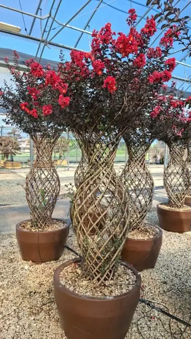 Lagerstroemia indica duran red-NATURART-CONF_106