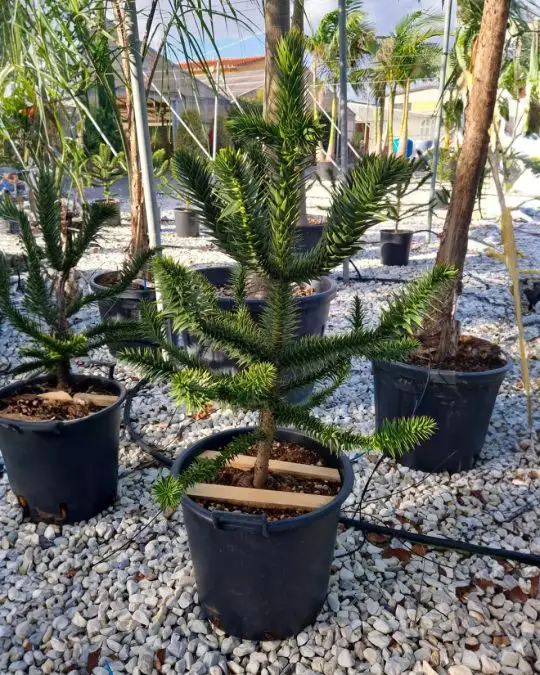 Araucaria araucana (imbricata)-SKU231