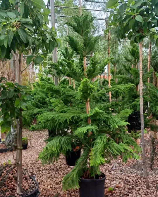 Araucaria heterophylla (excelsa)-SKU232