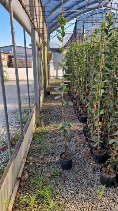 Arbutus unedo vaso astone