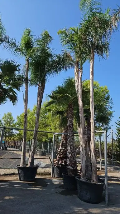 Arecastrum romanzoffianum (syagrus romanzoffianum) (cocos plumosa) clt 3 tronchi-SKU242-c_new