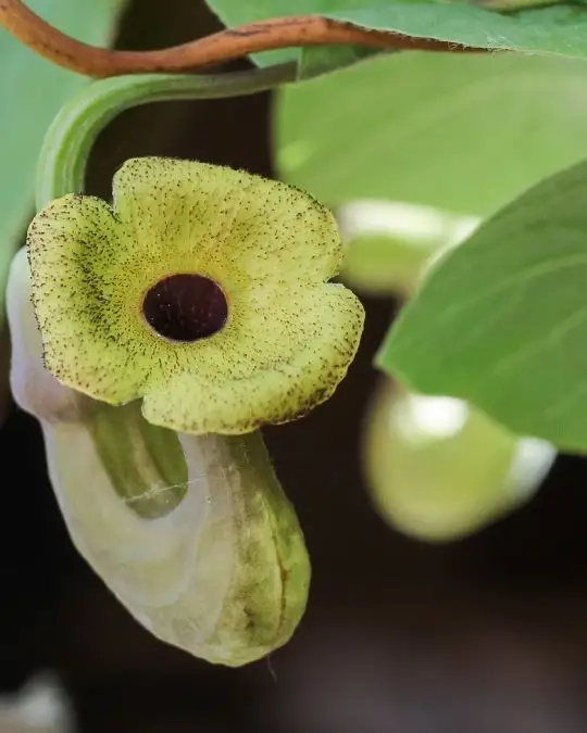 Aristolochia macrophylla-SKU244