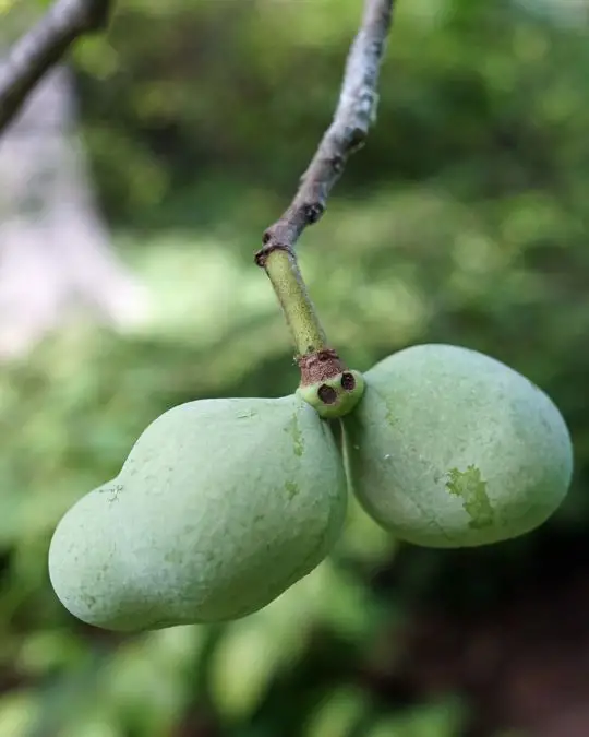 Asiminia triloba-SKU251