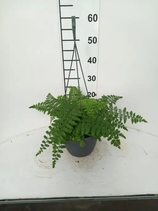 Asplenium dimorphum 'Parvati'-FLO-30
