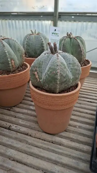 Astrophytum Myriostigma vaso terracotta