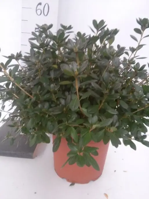 Azalea japonica vaso Palla