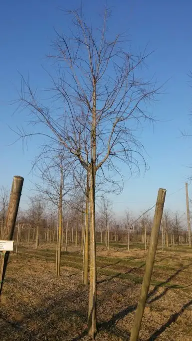 celtis australis  zolla 30-35