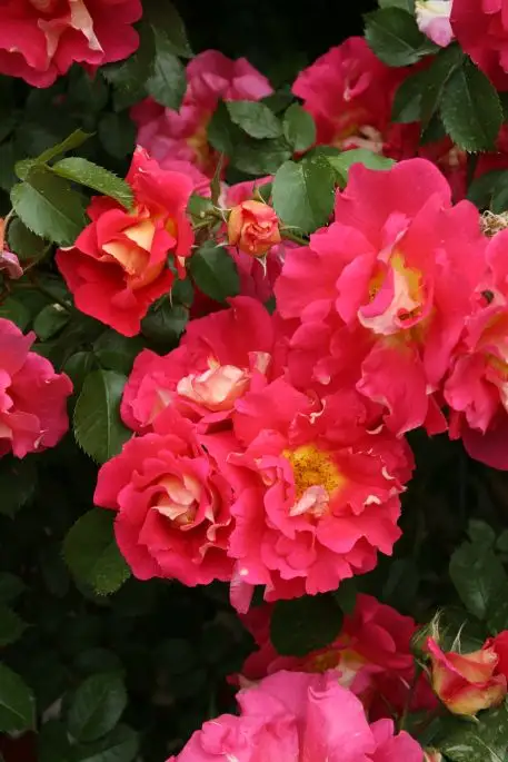 Rosa rampicante Bajazzo®-TES_ROS_CONF_259