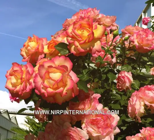 Rosa rampicante Boheme®-TES_ROS_CONF_282