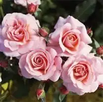 Rosa coprisuolo Botticelli®-TES_ROS_CONF_228