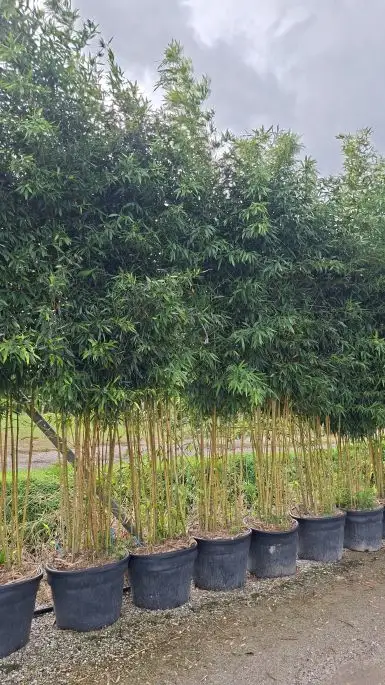 Bambusa phyllostachys aurea vaso paracadute