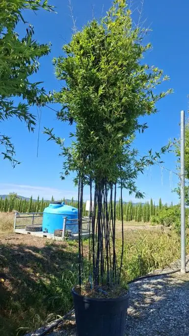 Bambusa phyllostachys nigra vaso paracadute