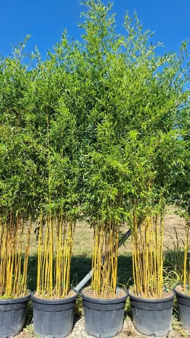 Bambusa phyllostachys aureosulcata 'Spectabilis' vaso paracadute