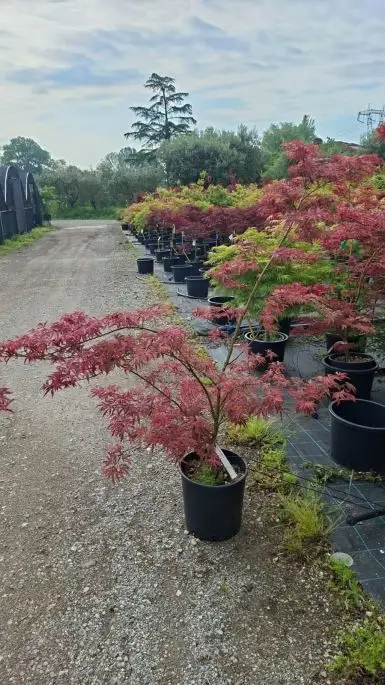 ACER PALMATUM SHIRAZZ