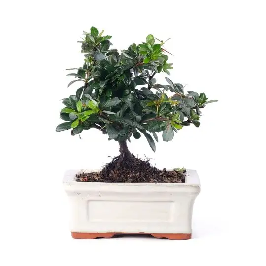 Berberis in varieta' vaso bonsai scopa rovesciata