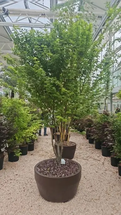 Acer palmatum redwood-NATURART-CONF_10