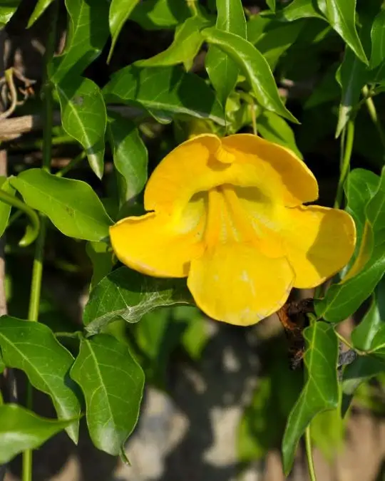 Bignonia tweediana (macfadyena unguis-cati)-SKU363