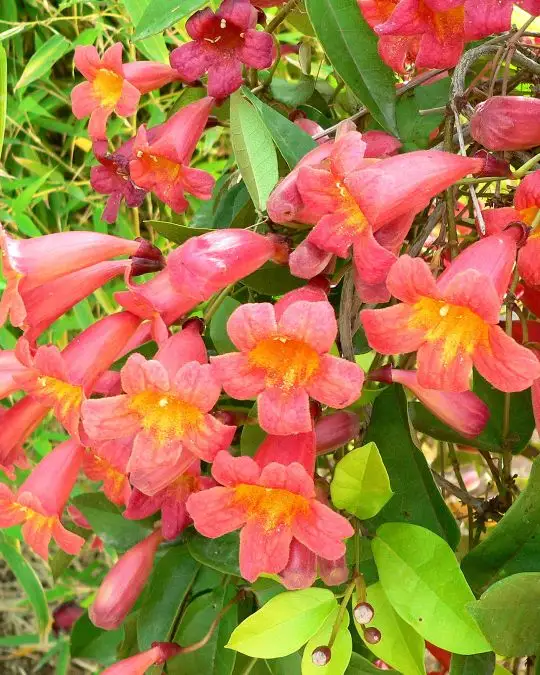 Bignonia capreolata (doxantha capreolata)-SKU359