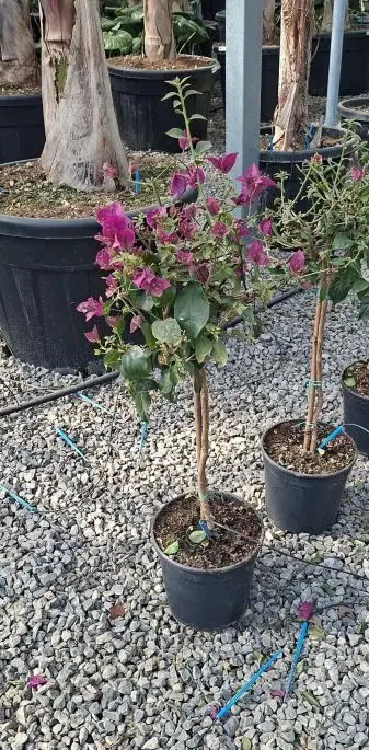 Bougainvillea glabra ‘Sanderiana’ vaso mini fusto