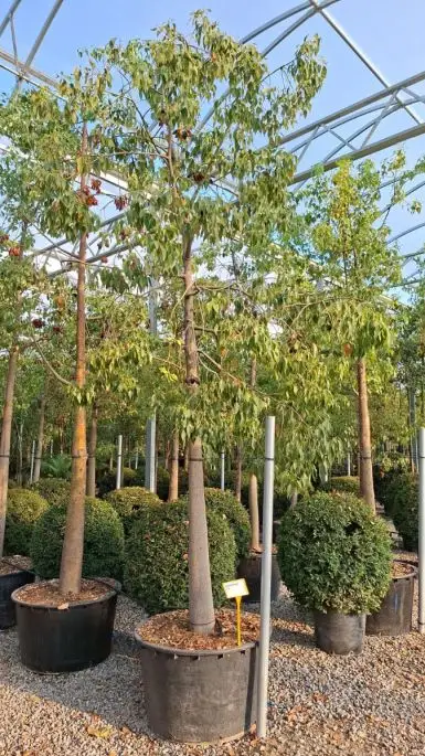 Brachychiton populneus (sterculia diversifolia) clt alto fusto
