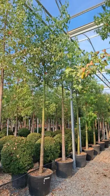 Brachychiton rupestris clt alto fusto