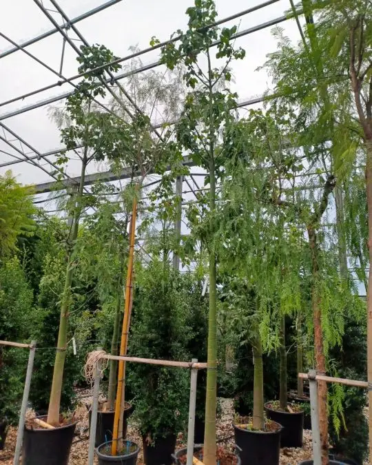 Brachychiton acerifolius (sterculia acerifolia) alto fusto