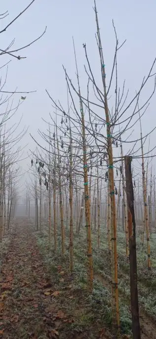 Broussonetia papyrifera zolla alto fusto-SKU383-b_new