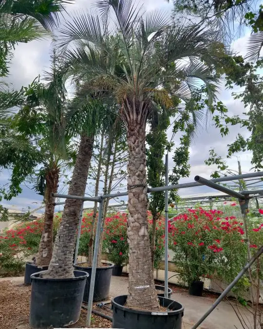 Butia yatay-SKU399