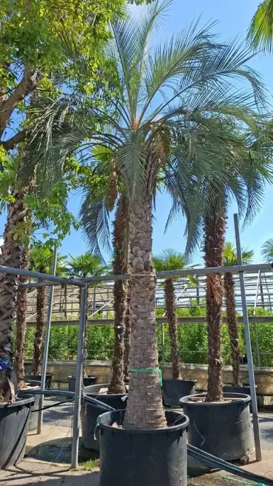 Butia yatay-SKU399