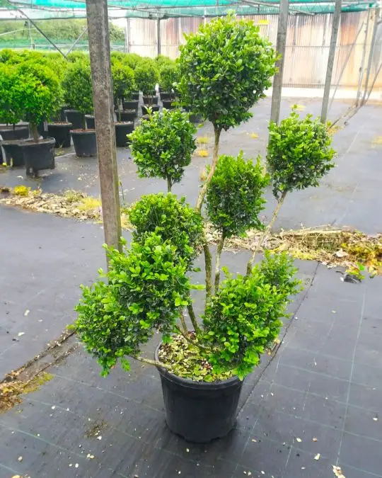 buxus_falkner_pompon.jpg