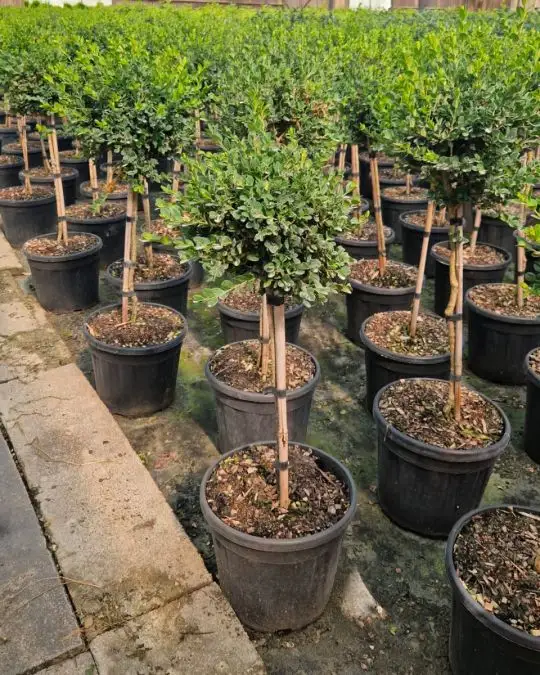 Buxus microphylla 'Faulkner' 1/4 fusto