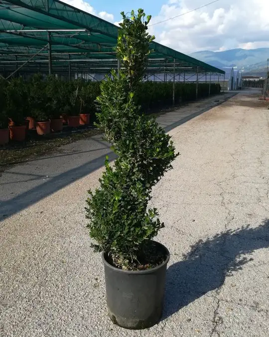 buxus_micr._faulkner_mini_spirale.jpg