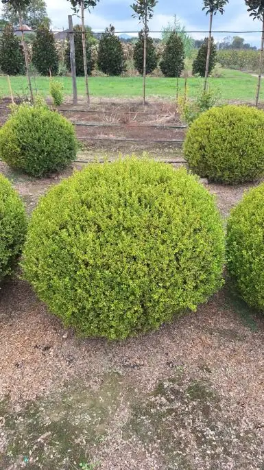 Buxus microphylla 'Faulkner' variegato zolla palla